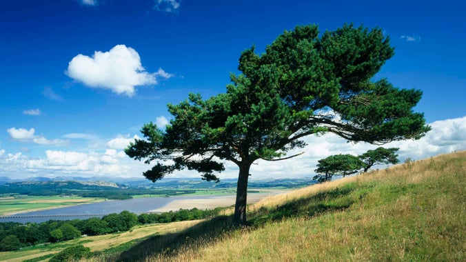Scots pines overlooking wildflowers in meadows and the River Kent's estuarial zone at Arnside Knott, Cumbria